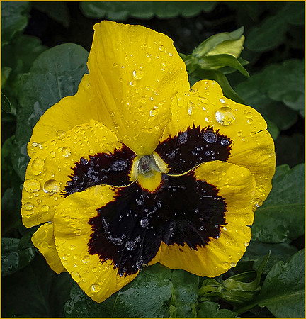Raindrops on a Pansy © Phil Welch (16 points)