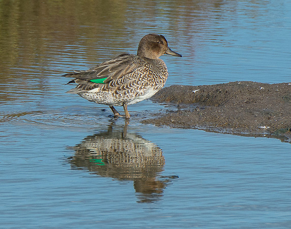 A Flash of Teal  © Peter Gilbert