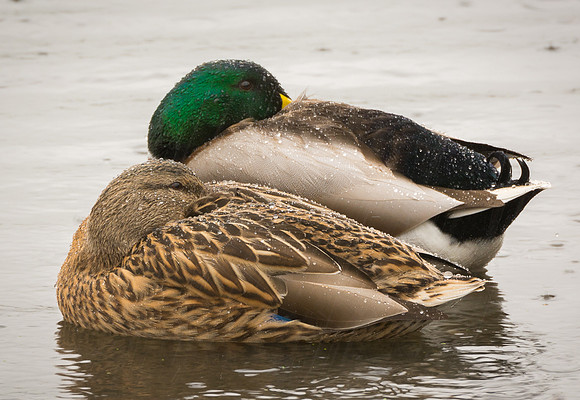 Water off a duck's back  © Peter Gilbert