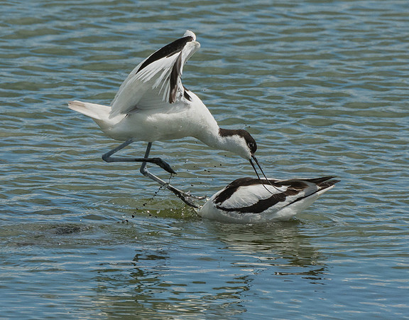 Avocet Attack II  © Peter Gilbert