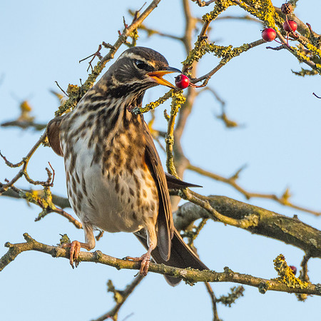 Redwing eating berries  © Peter Gilbert