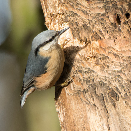 Nuthatch © Peter Gilbert