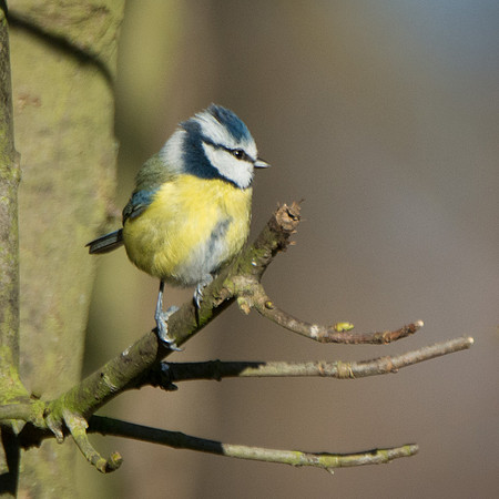 Blue Tit © Peter Gilbert