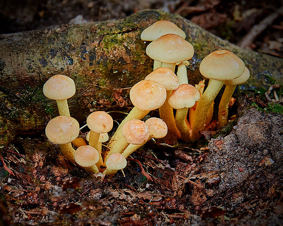 Fungi in Oakley Woods 3 © Ken Bound