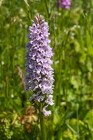 spotted orchid © Dick Prior