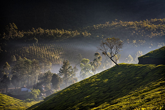 Talayar Tea Plantation © Paul Tomlinson - 3rd=