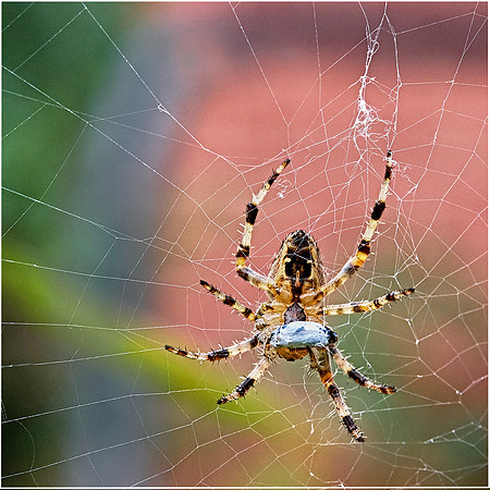 Araneus Diadematus with Packed Lunch © John Jurics