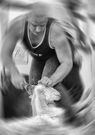Sheep Shearing © Stewart Band - C