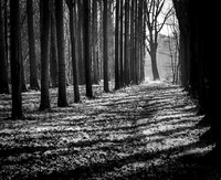 Winter Light © Derek Wood - HC