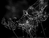 Cobwebs © David P Howard - C