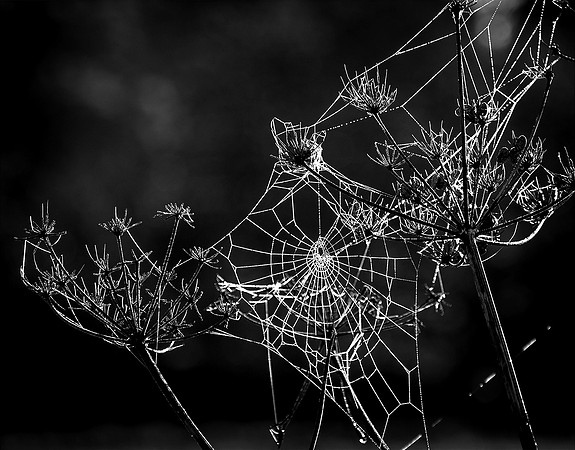 Cobwebs © David P Howard - C