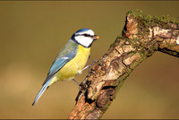 Blue Tit Feeding © Graham Miatt - HC