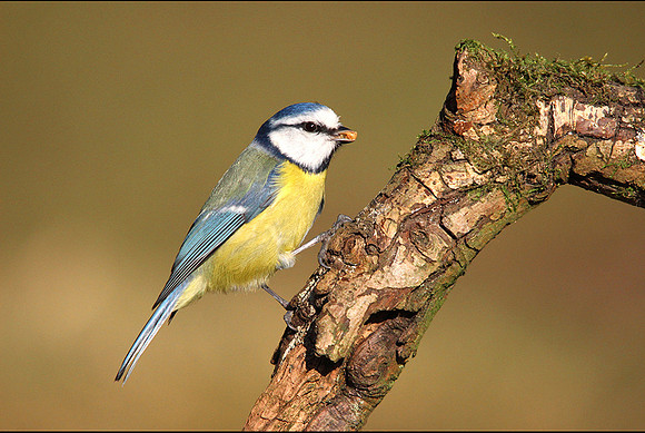 Blue Tit Feeding © Graham Miatt - HC