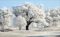 The Beauty of Winter © Heather Wood - HC