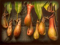Pitcher Plant © Derek Wood - HC