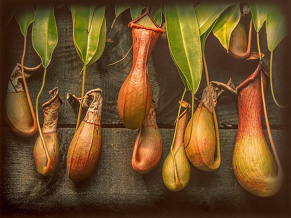 Pitcher Plant © Derek Wood - HC