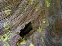 Tree Trunk © Derek Wood - HC