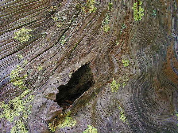 Tree Trunk © Derek Wood - HC