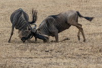 Sparring Wildebeest © Mary Kirkby - 14