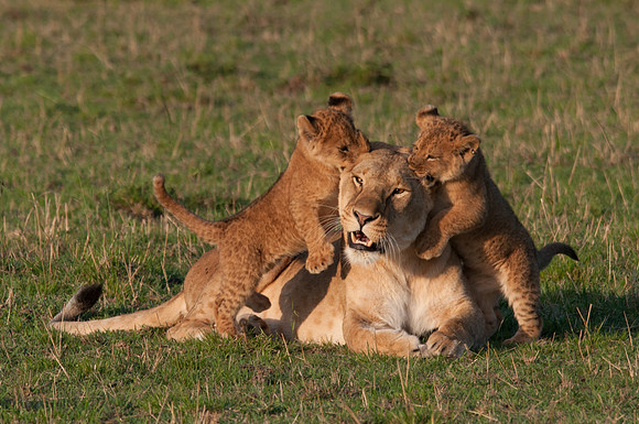 Lioness with Playful Cubs © Mary Kirkby - 13