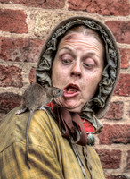 Curious rat © John Harding - HC