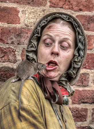 Curious rat © John Harding - HC