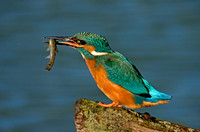Kingfisher with fish © Margaret Preece 3rd