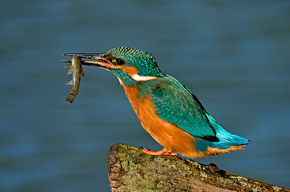 Kingfisher with fish © Margaret Preece 3rd