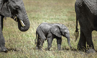 Baby Elephant © Heather Wood 2nd