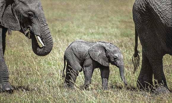 Baby Elephant © Heather Wood 2nd