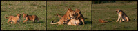 Panels 140415 Nature Images