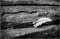 05 MIG © Cliff Armstrong
