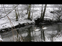 Swansong © John Vining - 3rd