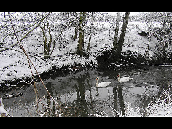 Swansong © John Vining - 3rd