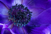 Anemone © Jill Dyson-Orme 3rd =