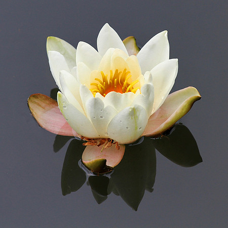 Floating © John Roach - C