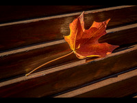 Fallen Leaf © Derek Wood - HC