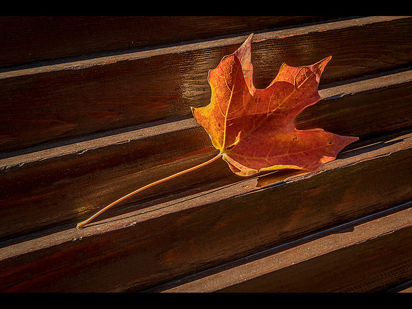 Fallen Leaf © Derek Wood - HC