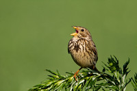 Corn Bunting Singing © Derek Walton - HC