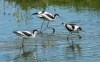 Avocets fighting © Peter Gilbert - C