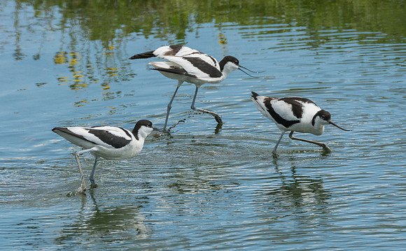 Avocets fighting © Peter Gilbert - C