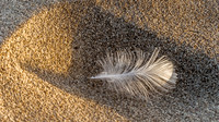 Feather in the sand © Heather Wood - C