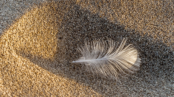 Feather in the sand © Heather Wood - C