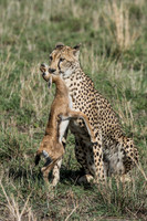 Cheetah with Gazelle Kill © Mary Kirkby - C