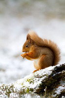 Red Squirrel © Derek Walton - HC