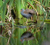 Water Rail © Peter Gilbert - C