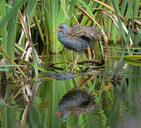 Water Rail © Peter Gilbert - C