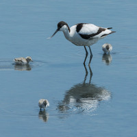 Avocet and chicks © Peter Gilbert - 3rd.