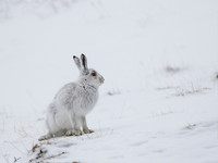 Mountain Hare © Derek Walton - 2nd.
