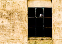 The Lookout © Brian Cole 1st